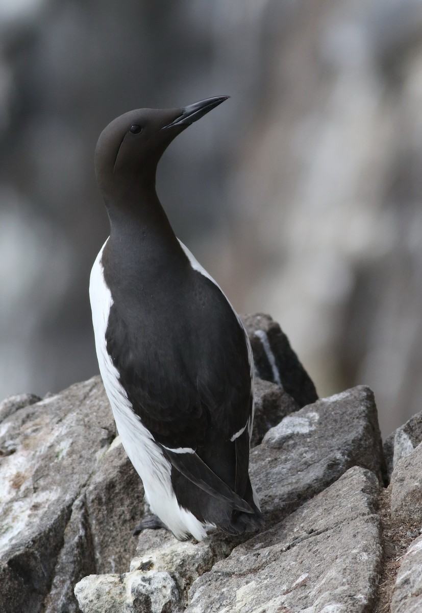 Common Murre - ML616271614