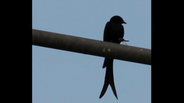 Black Drongo - ML616271669