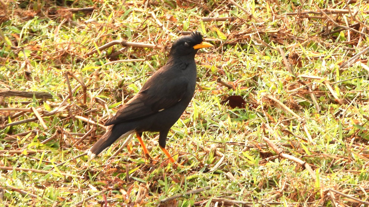 Great Myna - ML616271671