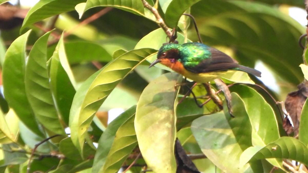 Ruby-cheeked Sunbird - ML616271685