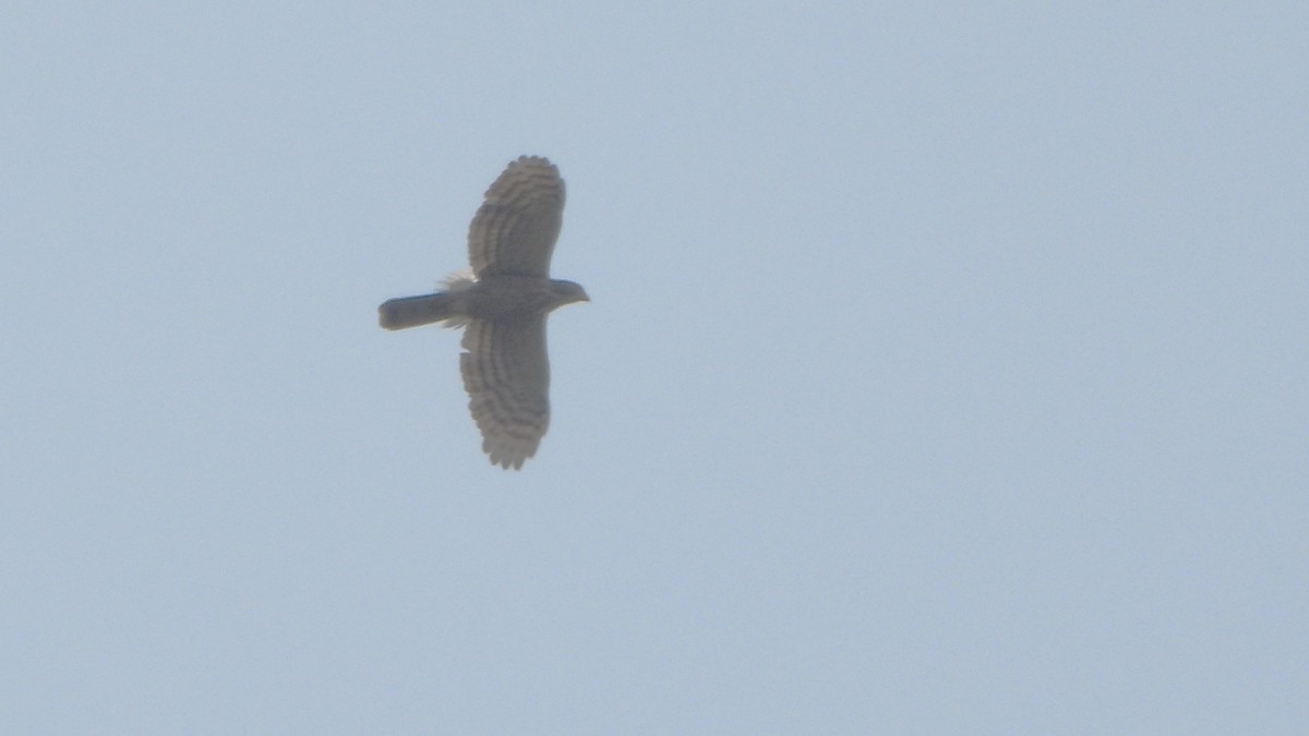 Crested Goshawk - ML616271713