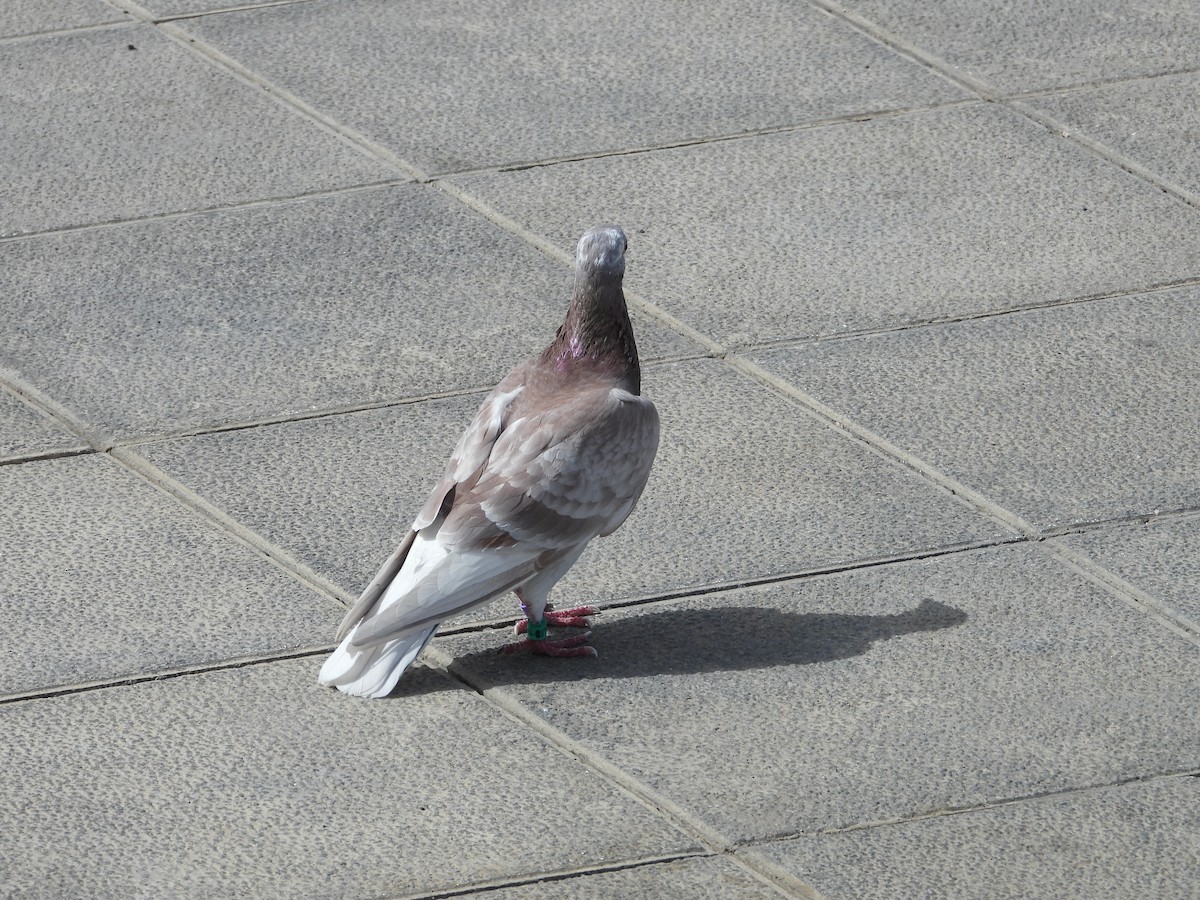 Rock Pigeon (Feral Pigeon) - ML616271731