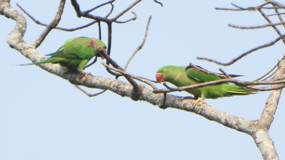 Alexandrine Parakeet - ML616271752