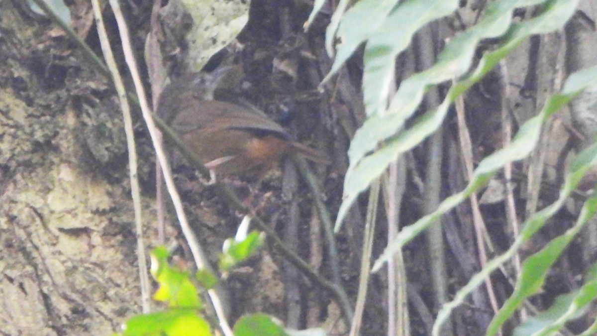 Abbott's Babbler - ML616271780