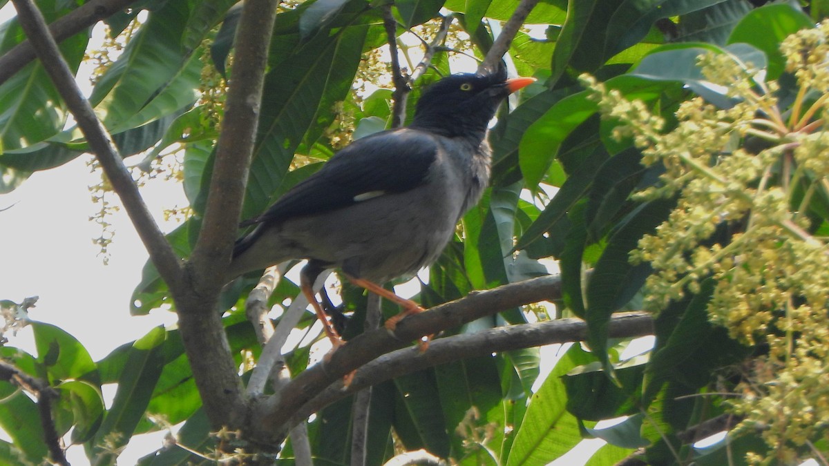 Jungle Myna - ML616271792