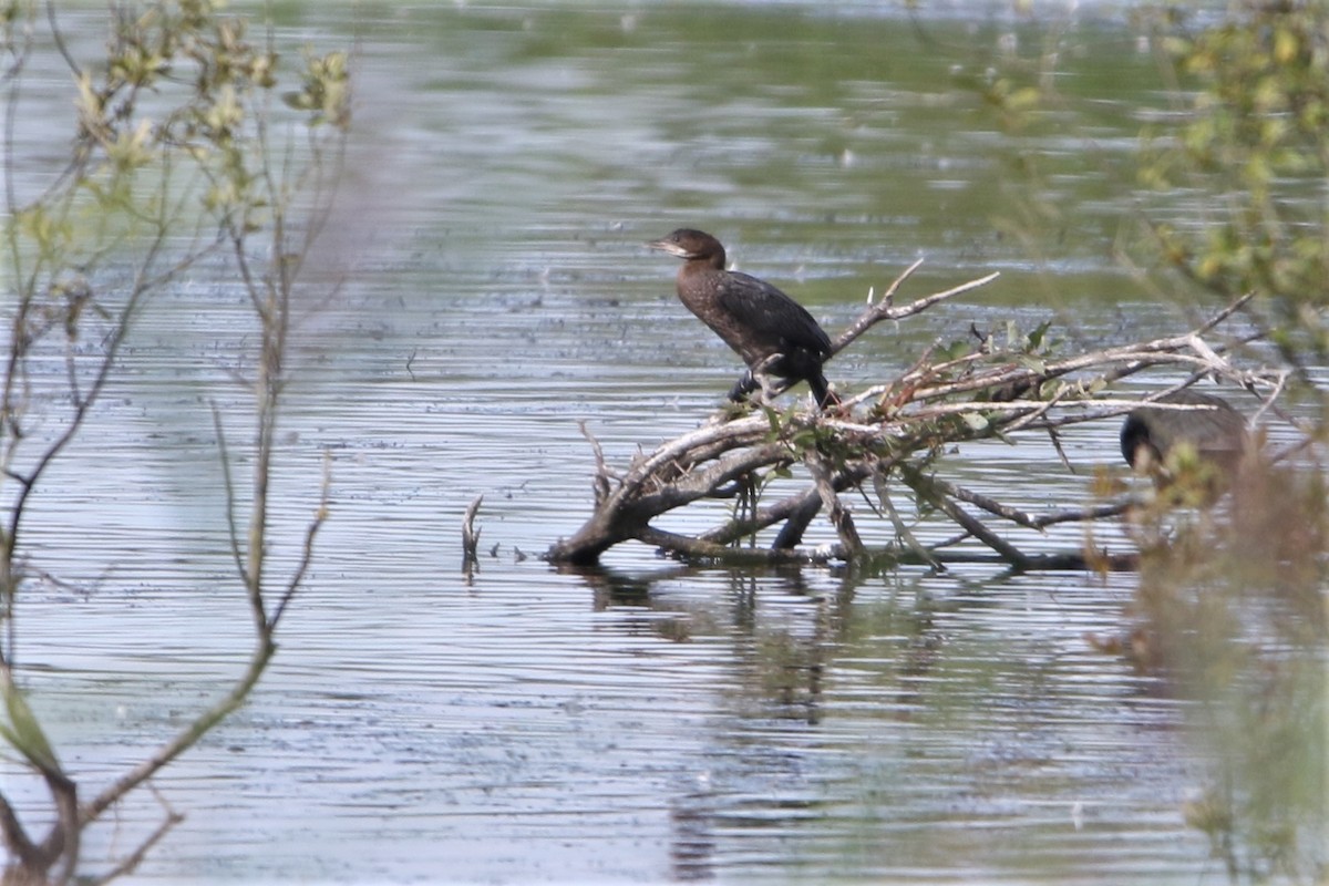 Pygmy Cormorant - ML616271808