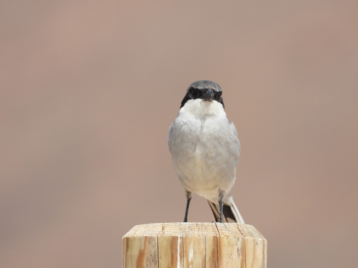 Great Gray Shrike - ML616271869