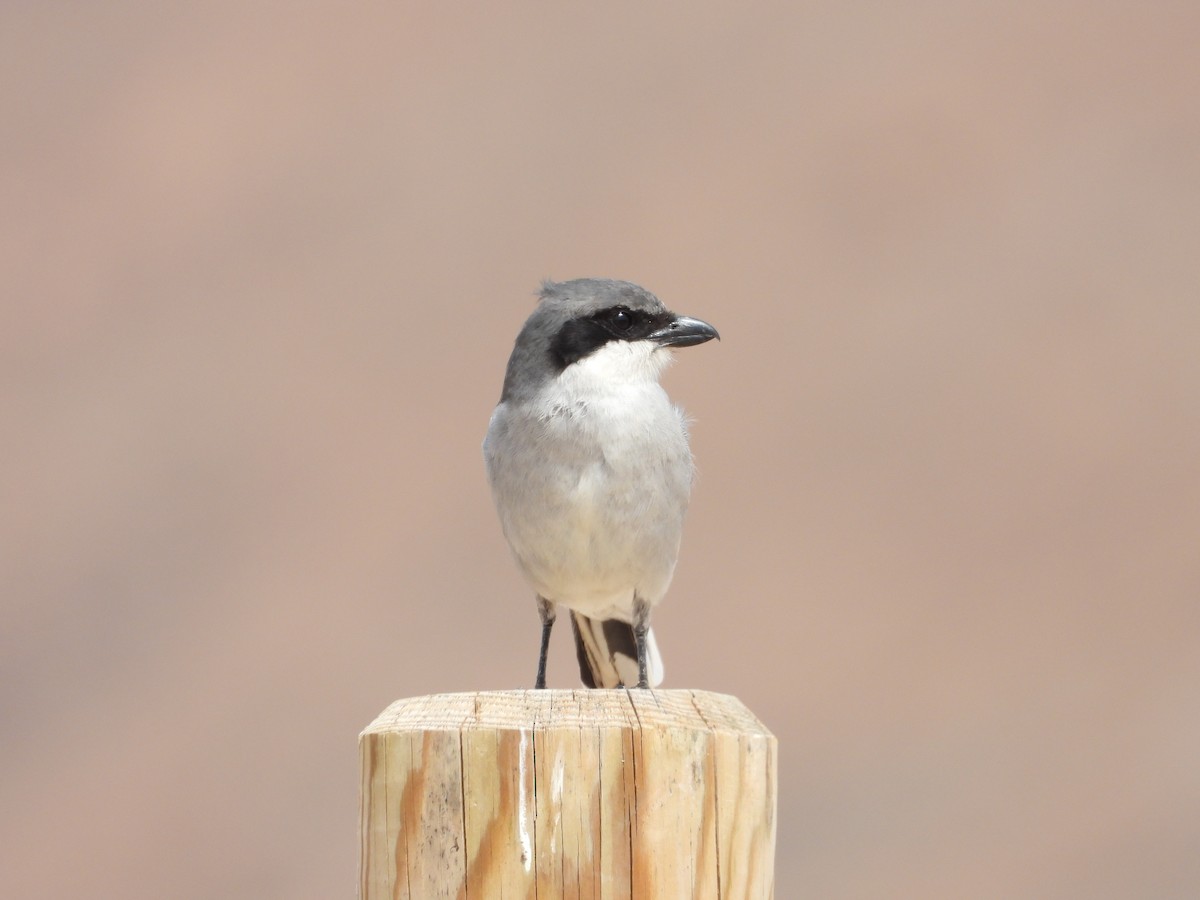 Great Gray Shrike - ML616271870