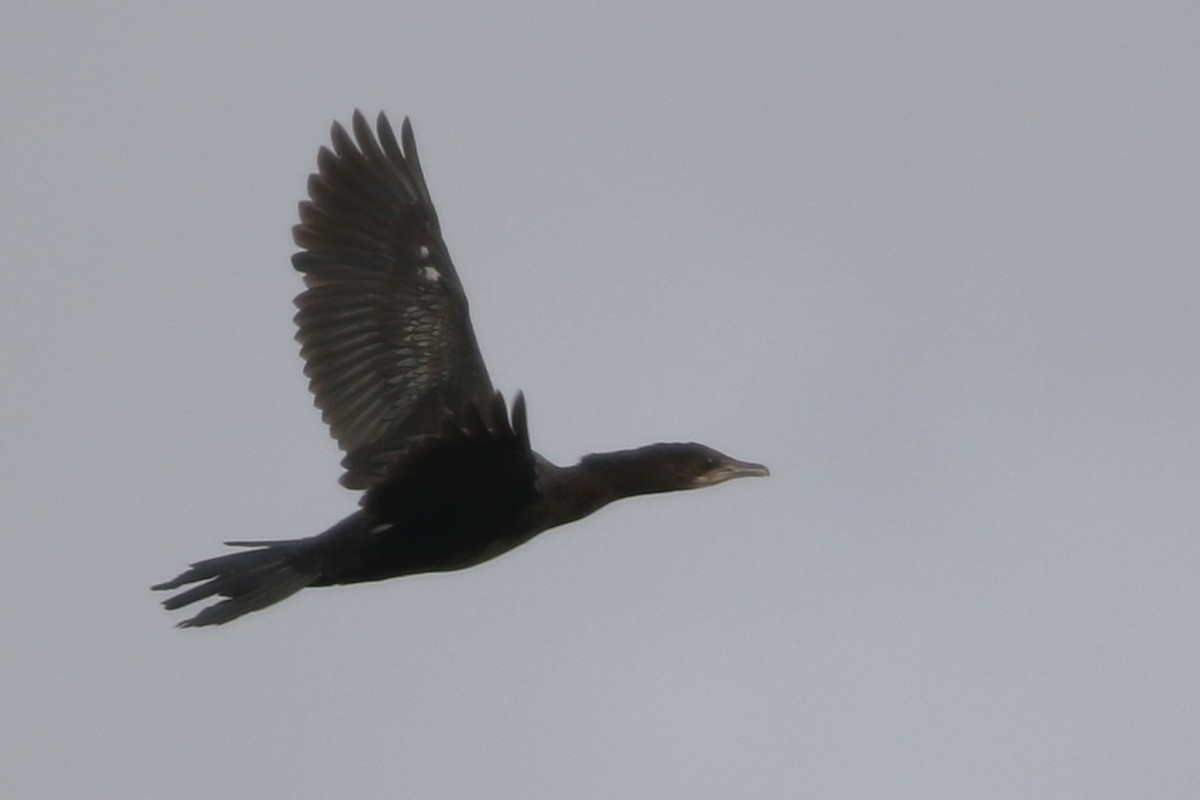 Pygmy Cormorant - ML616271885