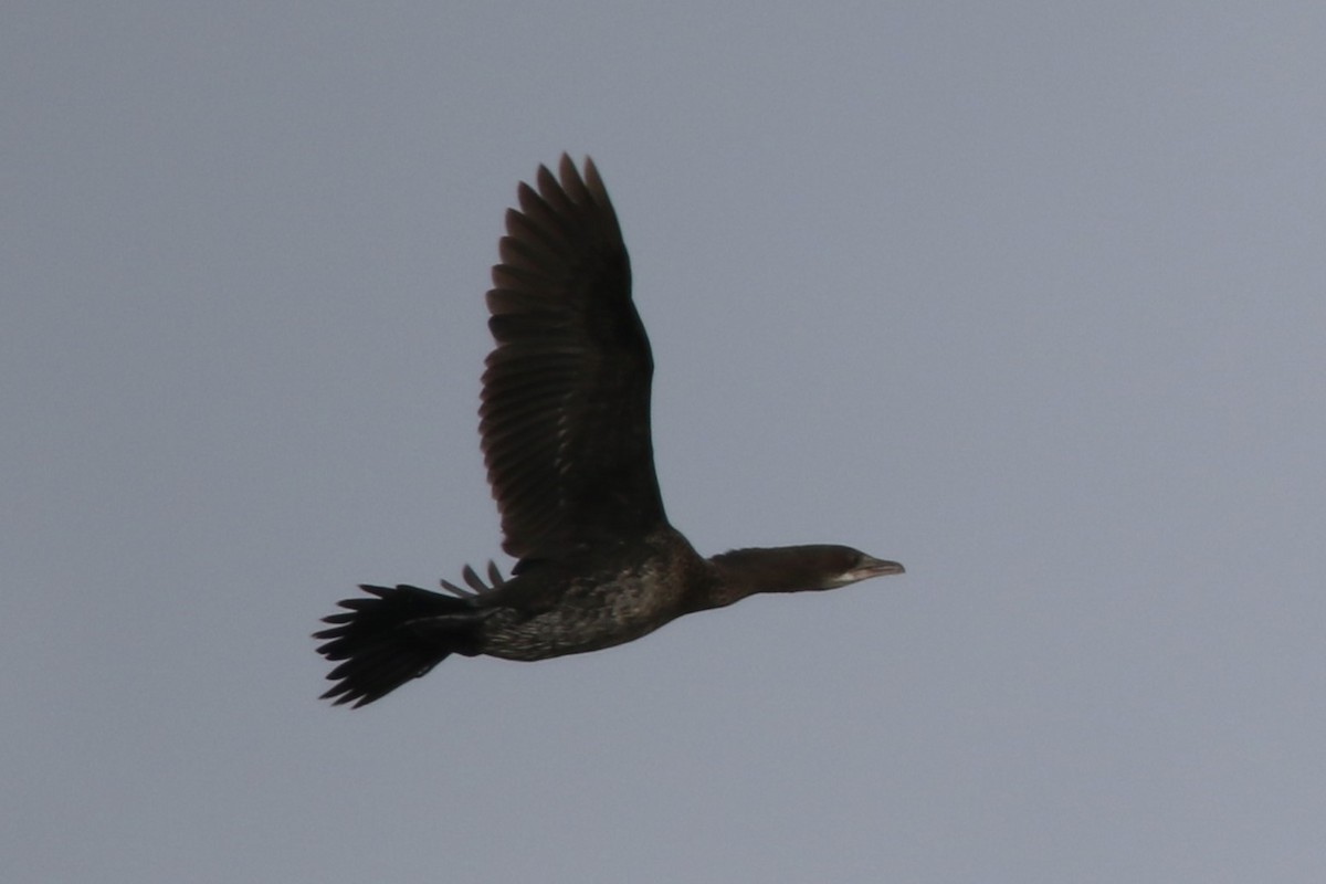 Pygmy Cormorant - Mathieu Franzkeit