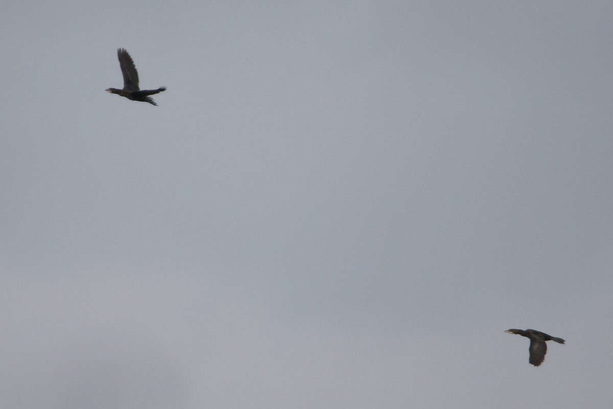 Pygmy Cormorant - ML616271889