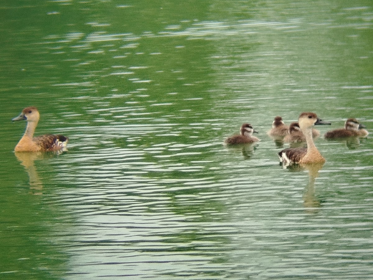 Wandering Whistling-Duck - ML616271891