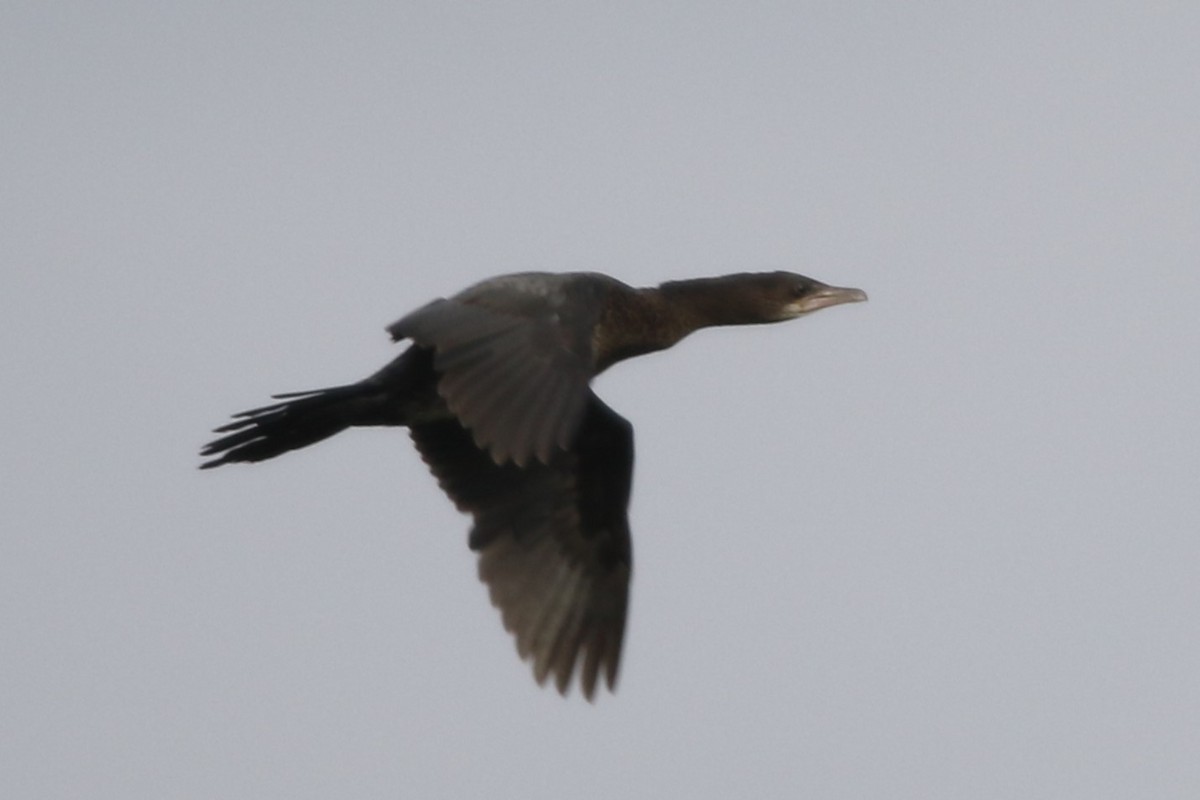 Pygmy Cormorant - Mathieu Franzkeit