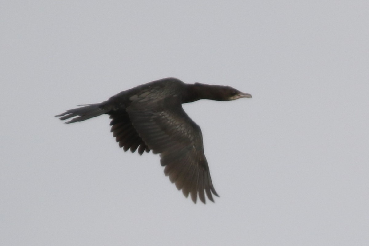 Pygmy Cormorant - ML616271893