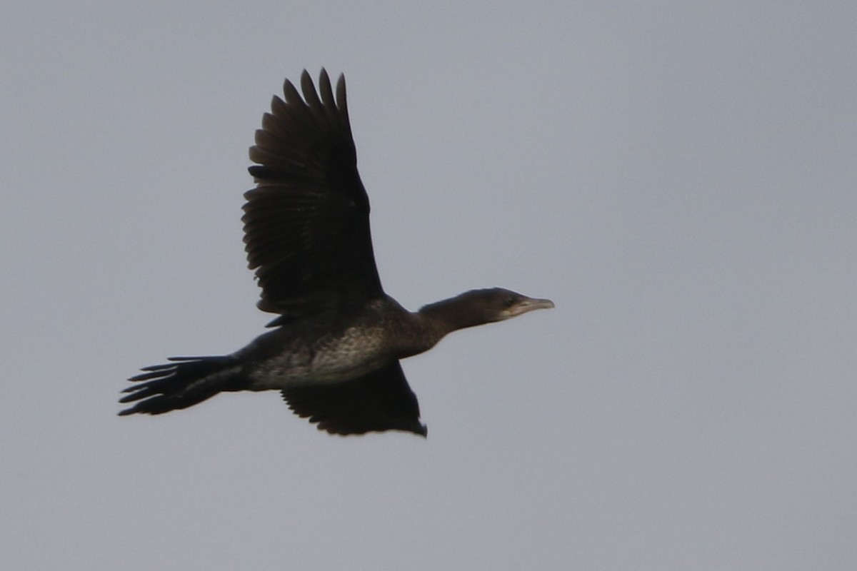 Pygmy Cormorant - ML616271894