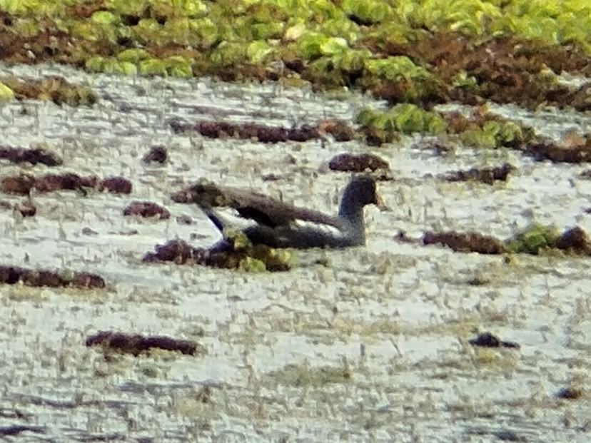 Eurasian Moorhen - ML616271898