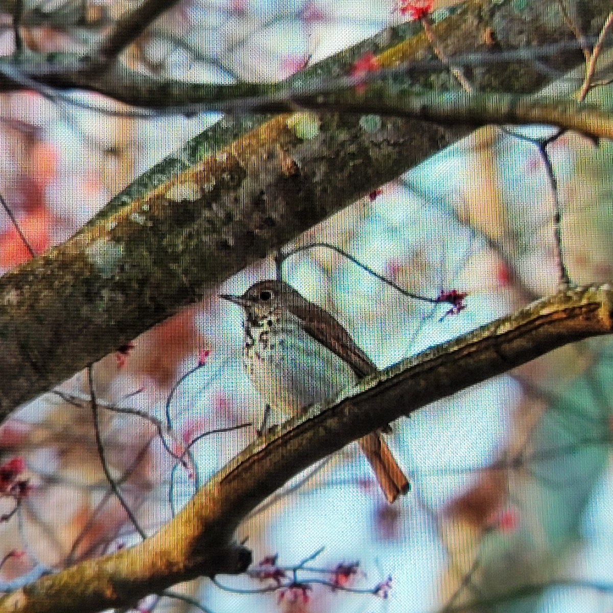 Hermit Thrush - Wendy Cesario