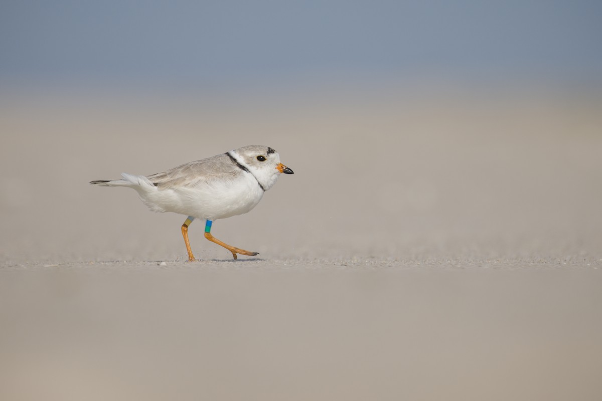 Piping Plover - ML616271971