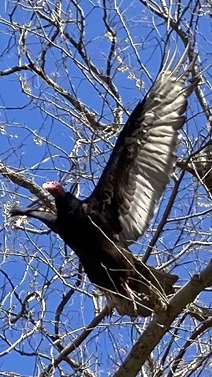 Turkey Vulture - ML616272069