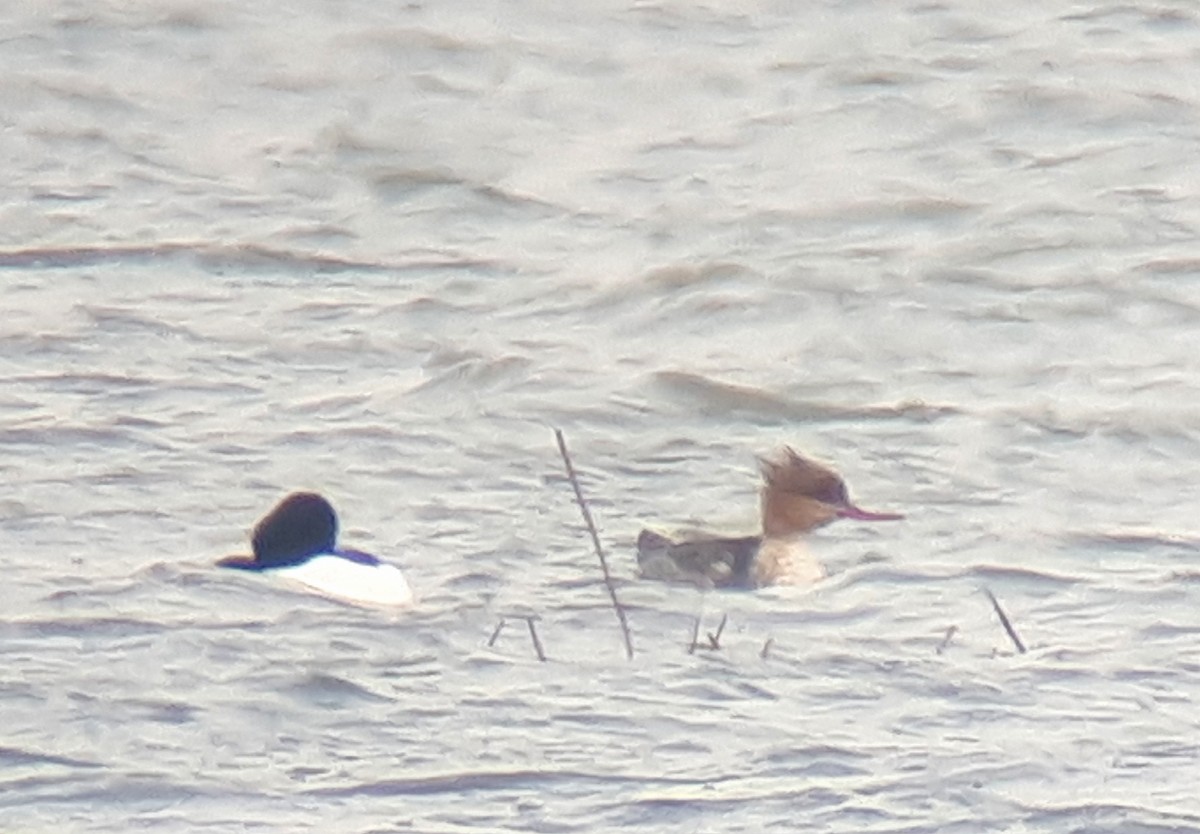 Red-breasted Merganser - Paul Holt