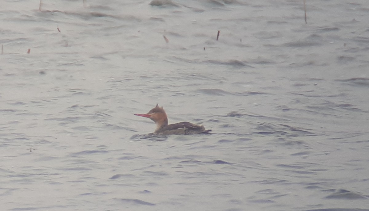 Red-breasted Merganser - Paul Holt