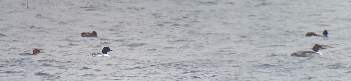 Red-breasted Merganser - Paul Holt