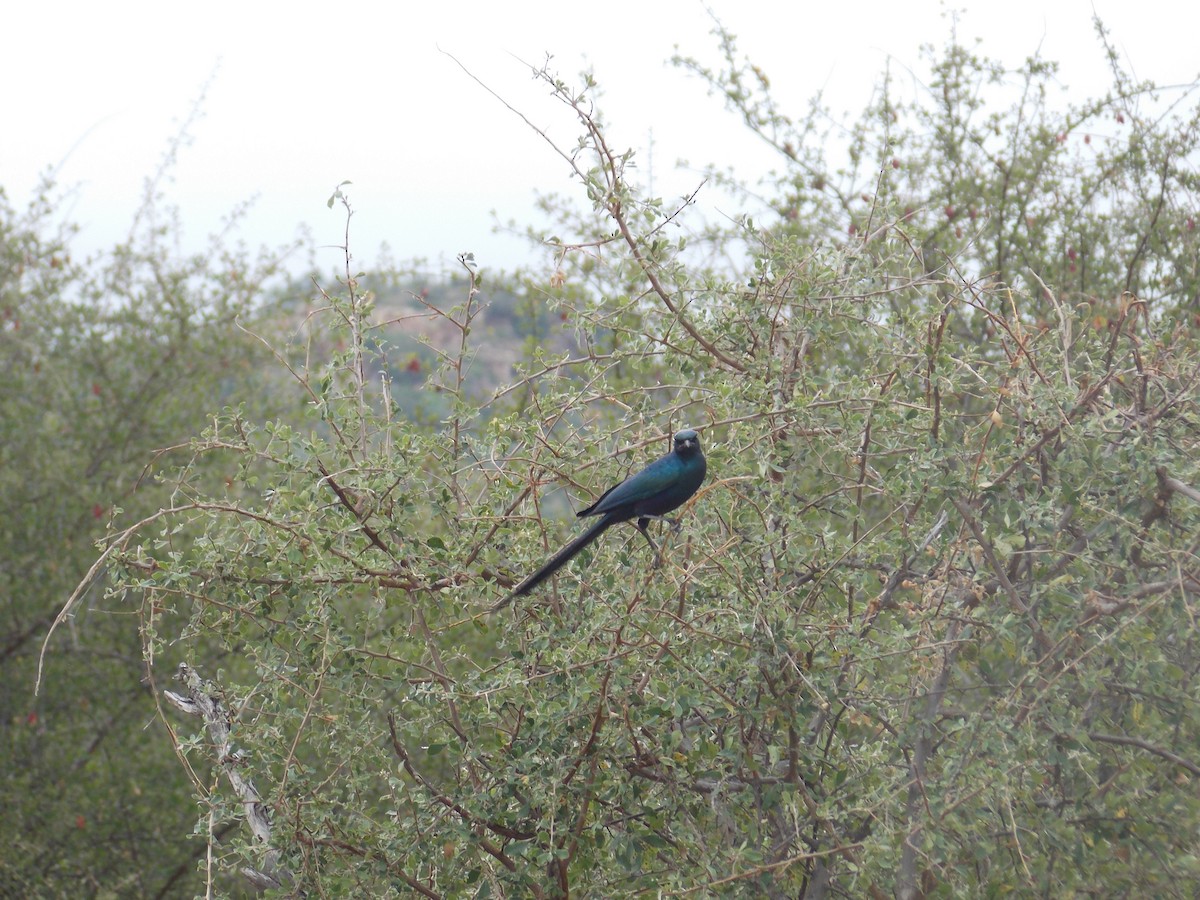 Meves's Starling - Kevin Hopley