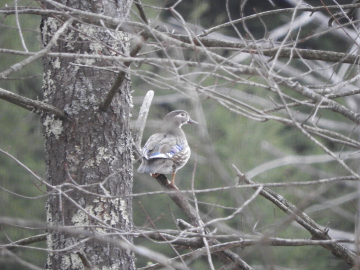 Wood Duck - ML616272227