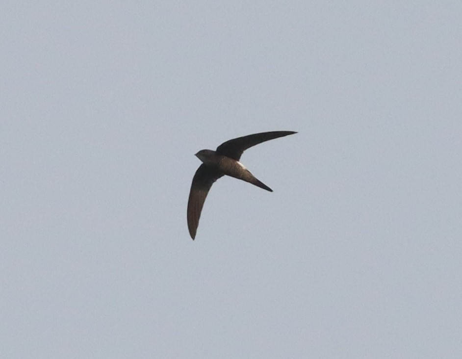 Pacific Swift - ML616272251