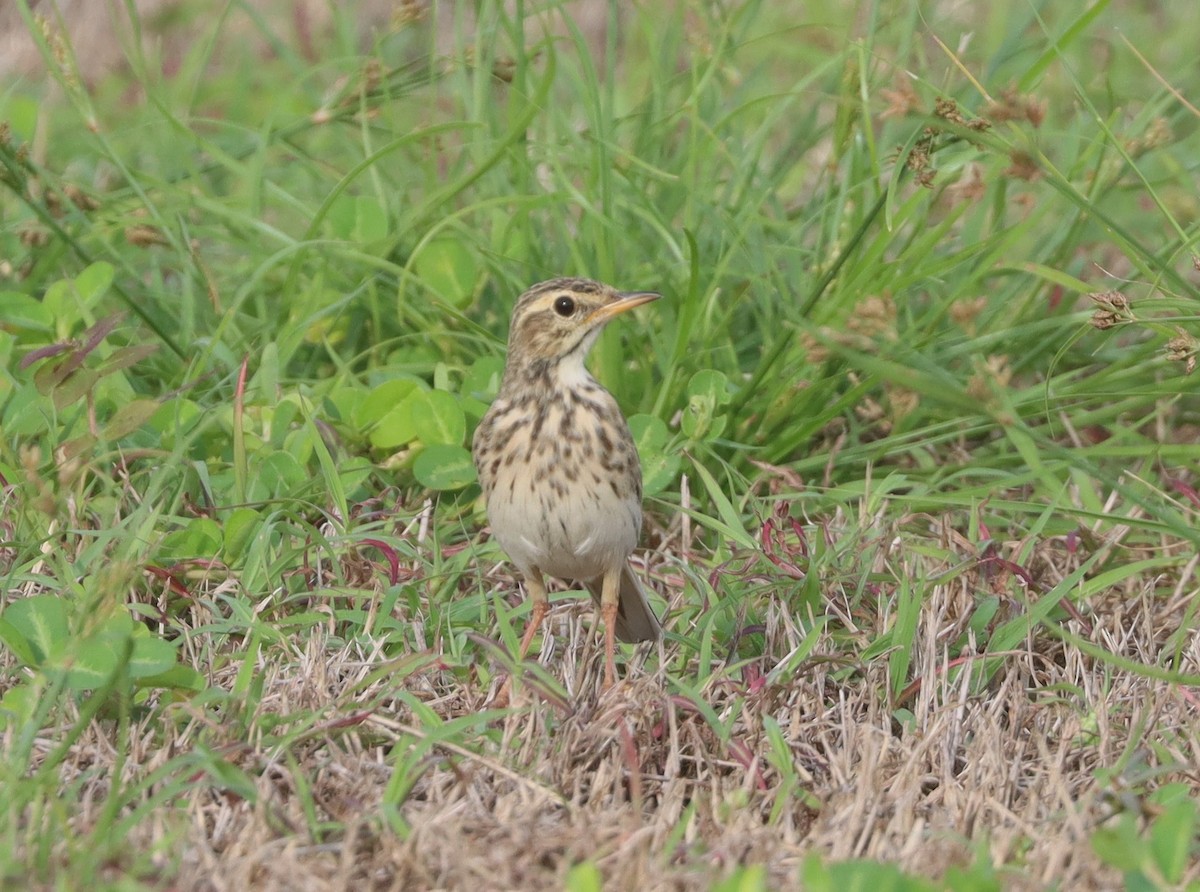 Australian Pipit - ML616272255