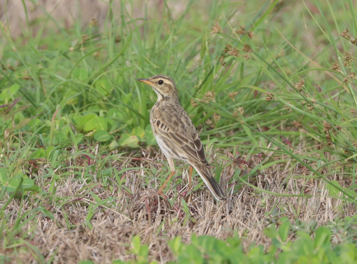Australian Pipit - ML616272260