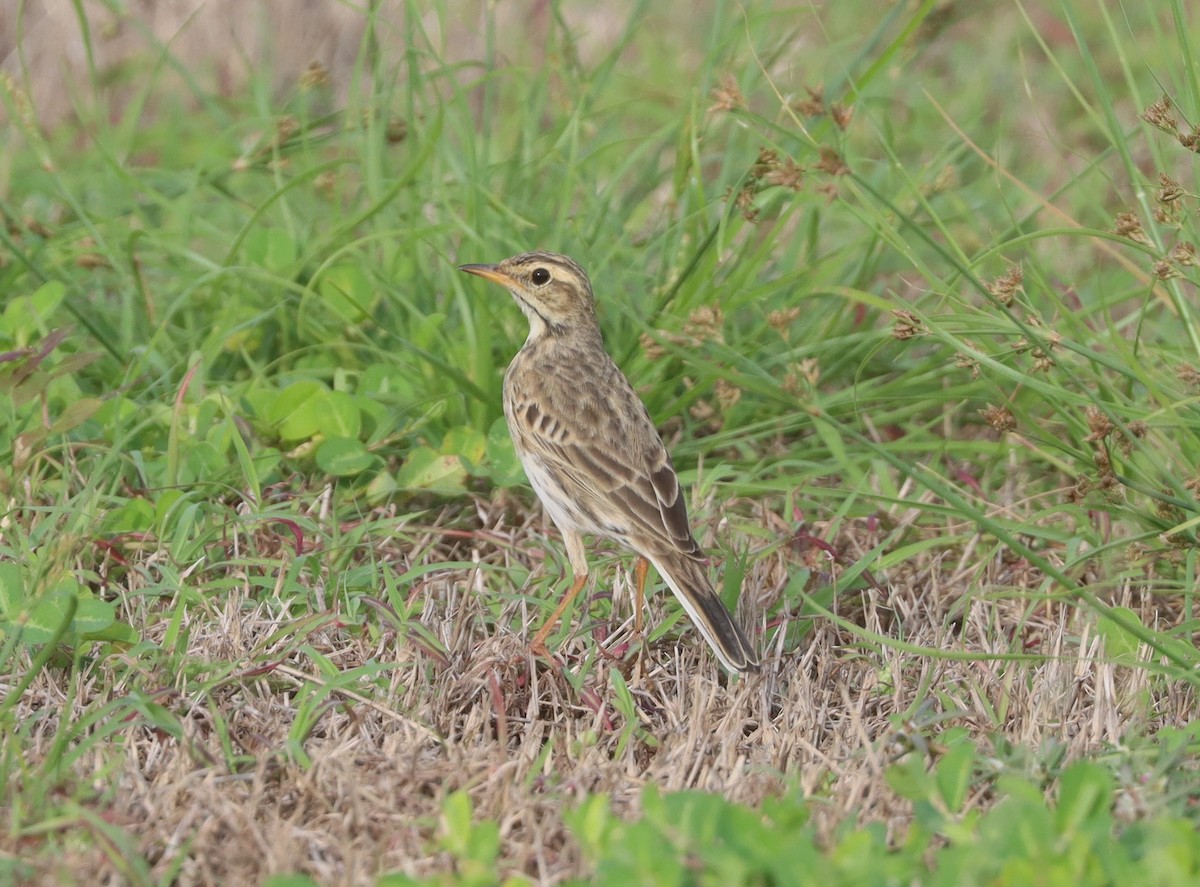 Australian Pipit - ML616272260