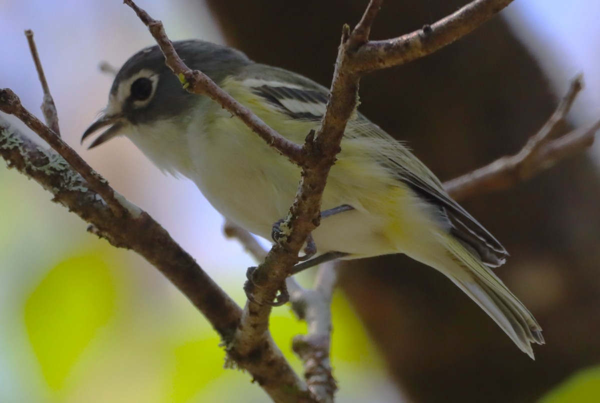 Blue-headed Vireo - ML616272295