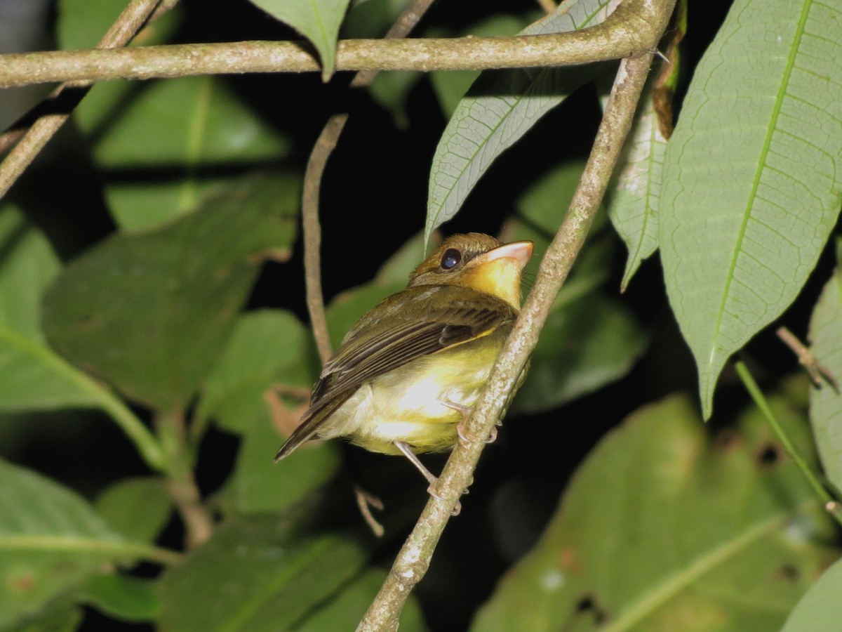 Yellow-throated Spadebill - ML616272340