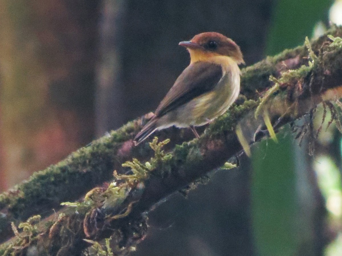 Yellow-throated Spadebill - ML616272364