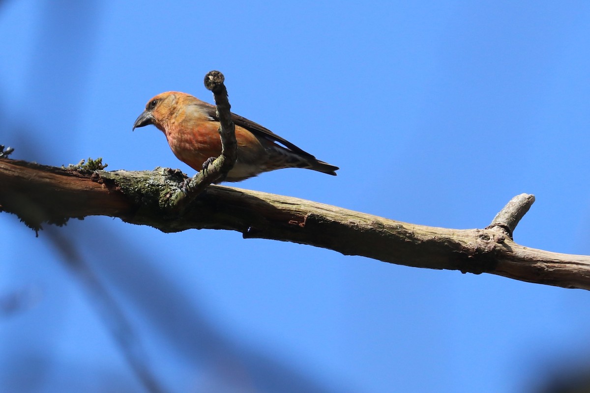 Red Crossbill - ML616272405