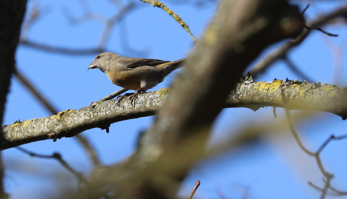Red Crossbill - ML616272406