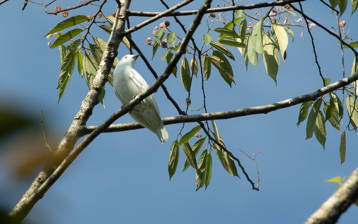 Cotinga Blanco - ML616272453