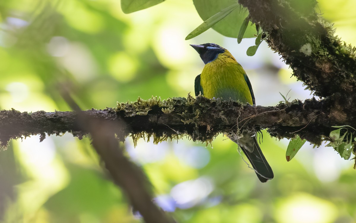 Blue-whiskered Tanager - ML616272456