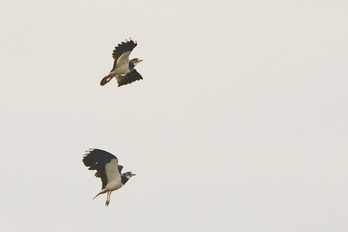 Northern Lapwing - ML616272496