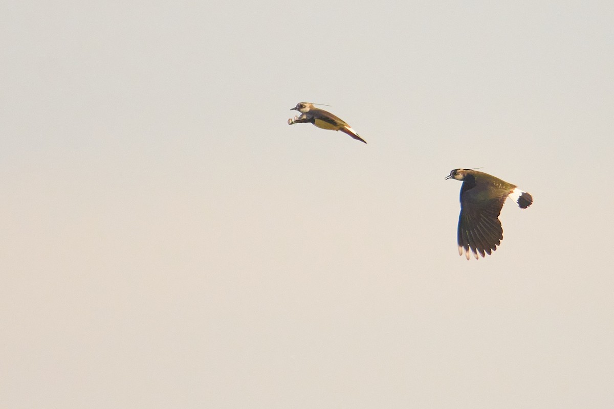 Northern Lapwing - ML616272498