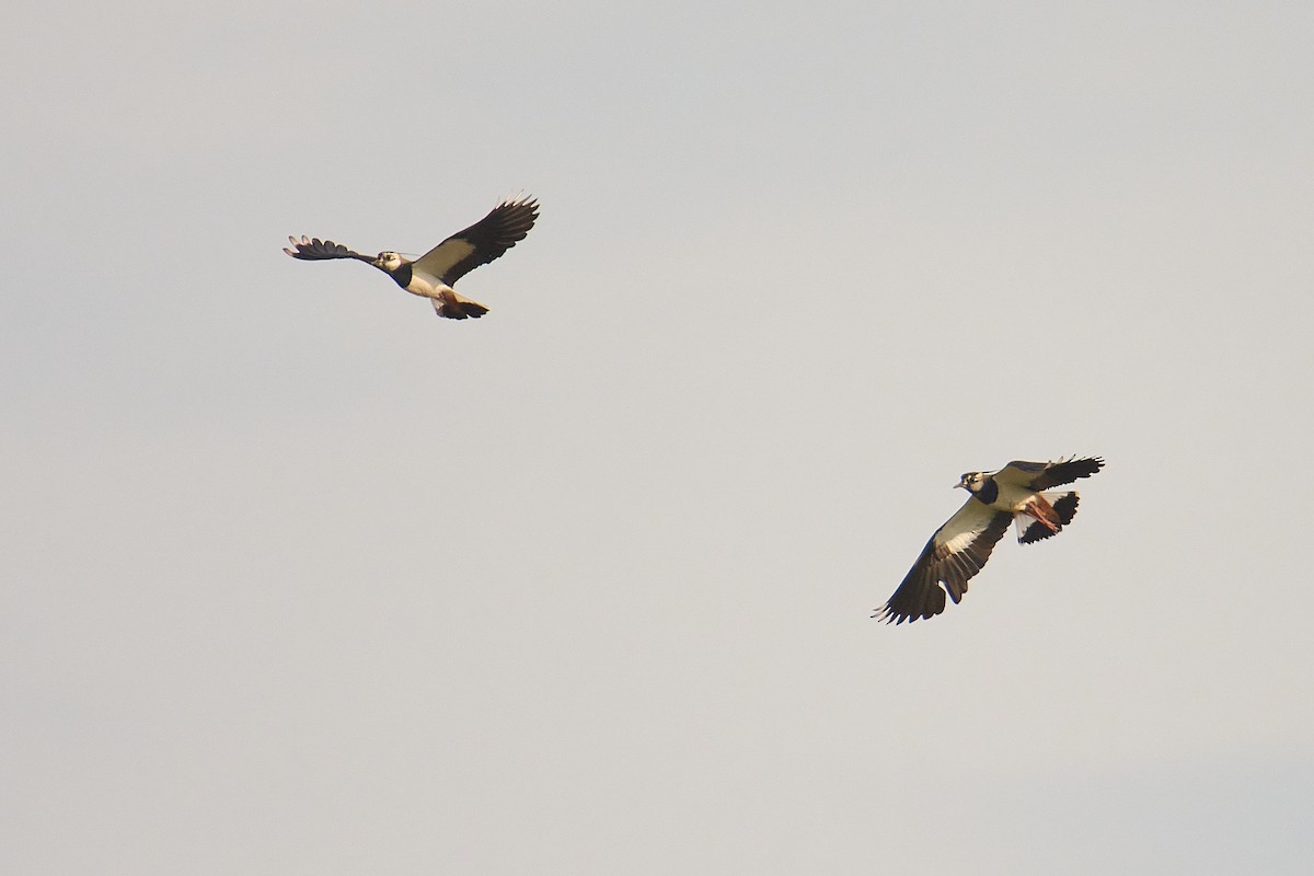 Northern Lapwing - ML616272499