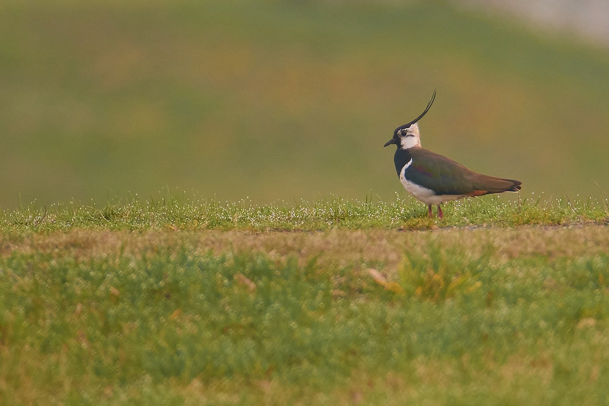 Northern Lapwing - ML616272500