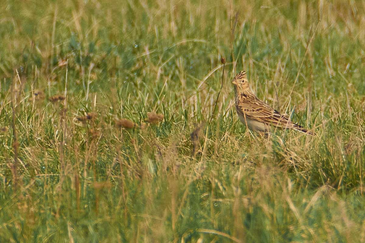 Eurasian Skylark - ML616272511