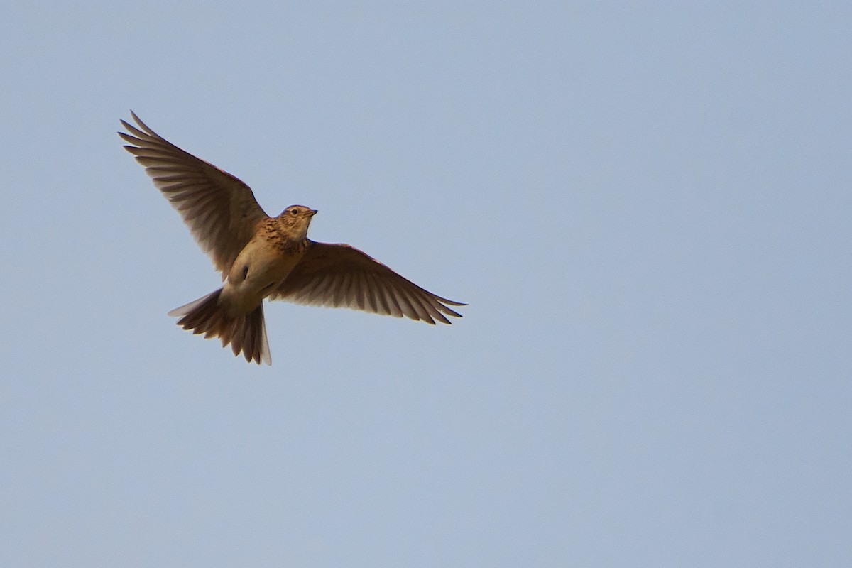 Eurasian Skylark - ML616272512