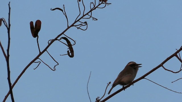 Common Woodshrike - ML616272645