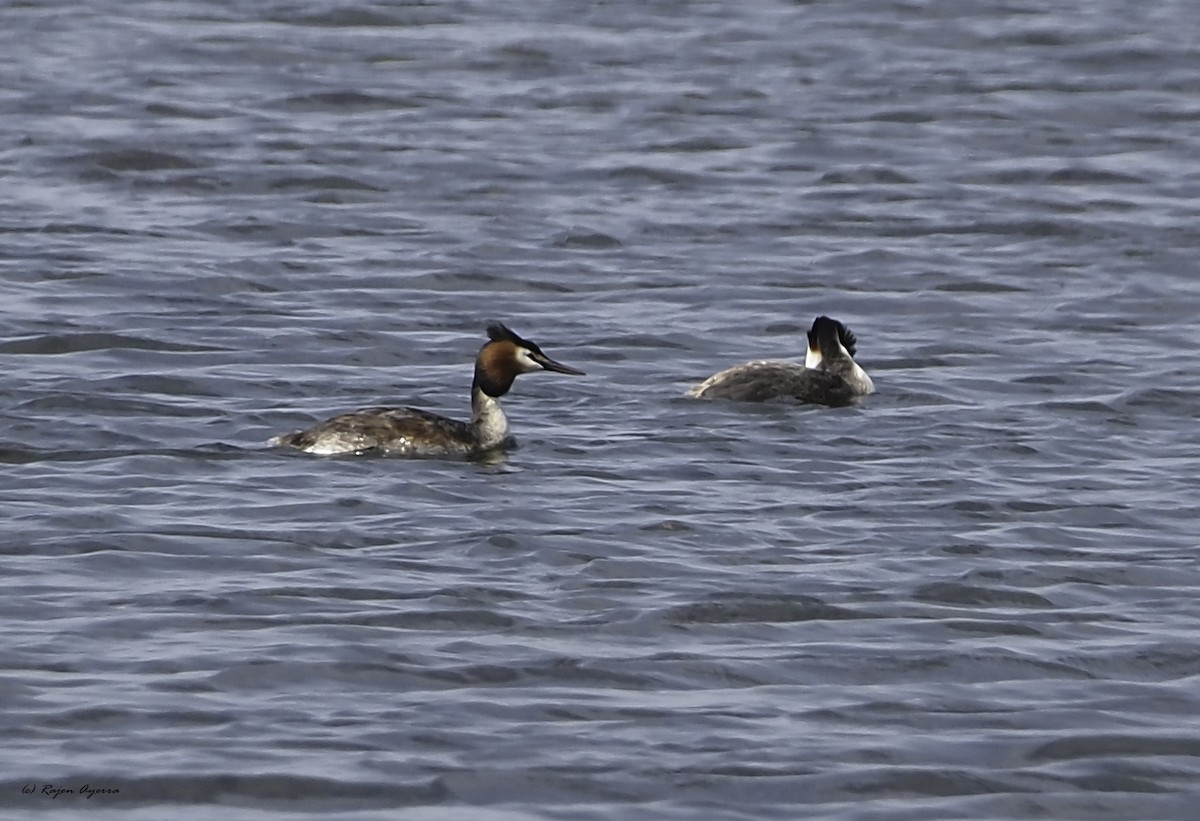 Great Crested Grebe - ML616272690