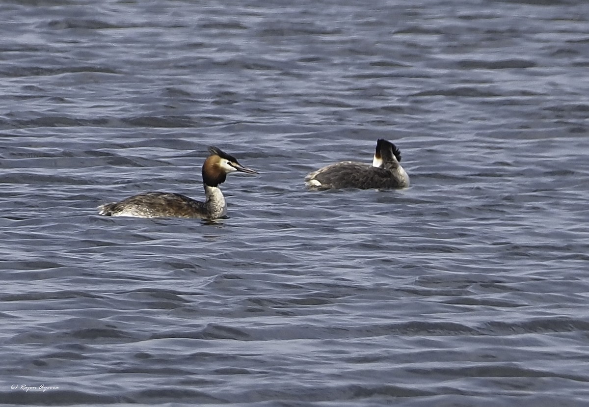Great Crested Grebe - ML616272691