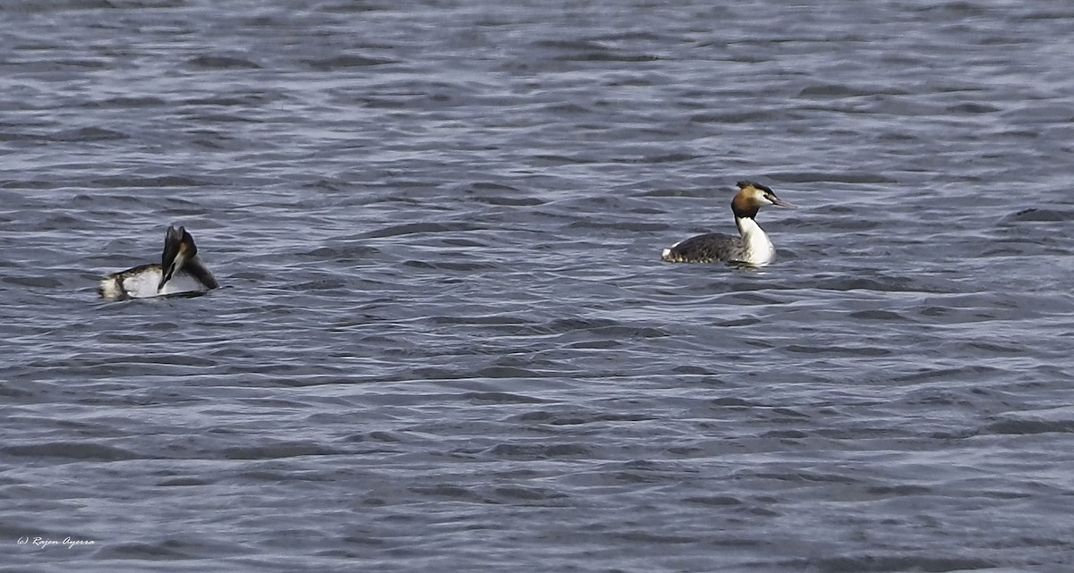 Great Crested Grebe - ML616272692