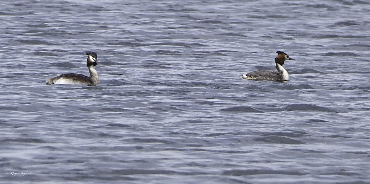 Great Crested Grebe - ML616272693